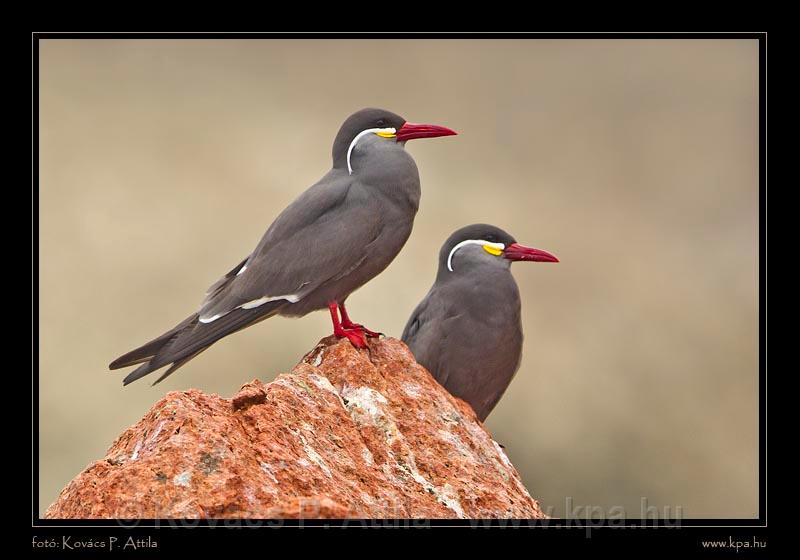 Ballestas Islands 022.jpg